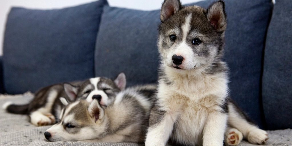 This Norwegian Café Let the Visitors Hang Out With Huskies